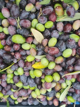 Raccolta olive - pettinatura olive - Tenuta Melofioccolo